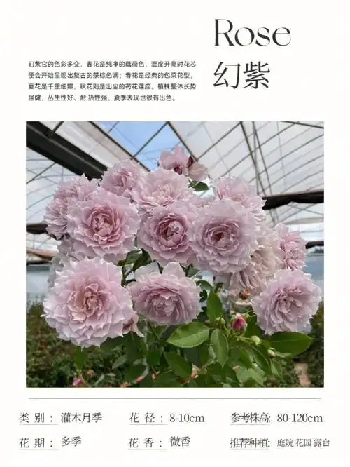 月季"幻紫"丰花灌木月季,高度80-120厘米,花朵8厘米以上,蓝紫色花朵