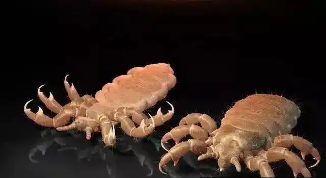 可能根本不是头皮屑_虱子