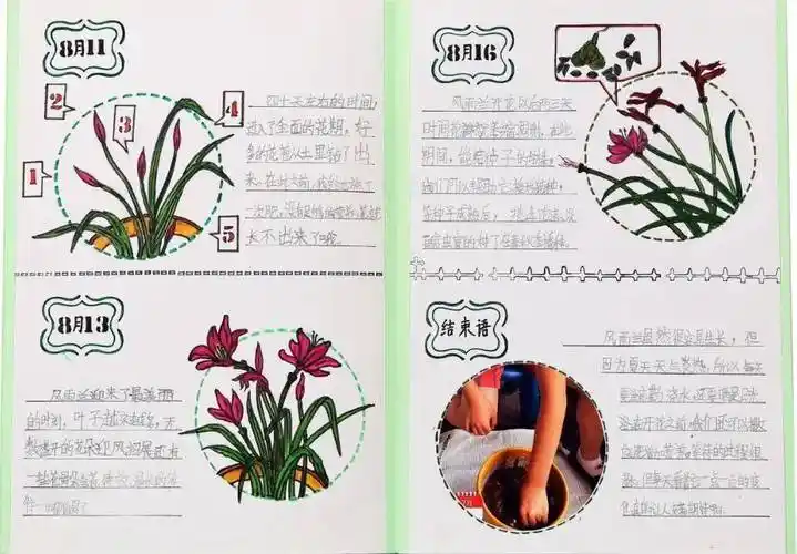 在线作品展示|自然笔记(4)_毛峥_凤仙花_倪娅楠