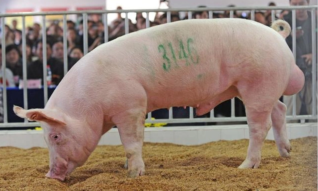 46期收测的种猪经非洲猪瘟相关实验室检测结果完全合格将如期进行拍卖