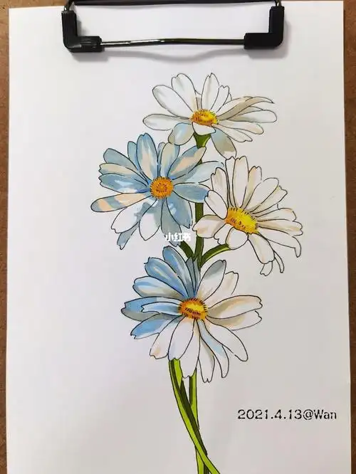 植物系列小雏菊手绘打卡day32