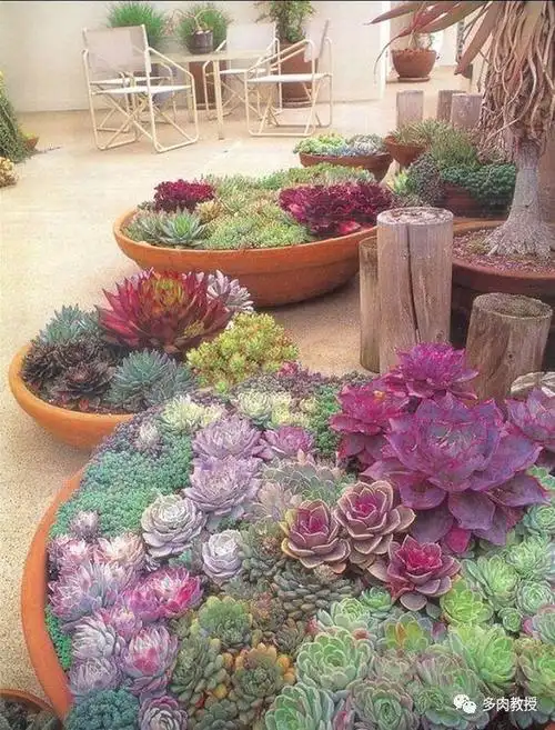 多肉小院,毕生所望!