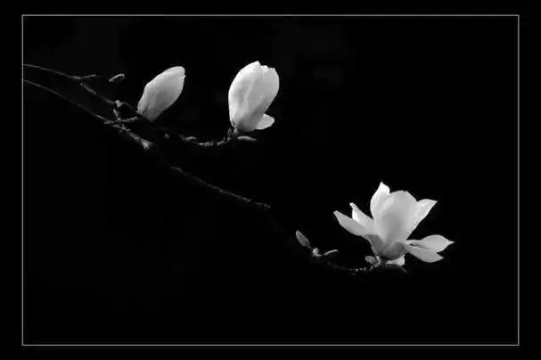 对逝者的悼念短句(对逝者的悼念短句安息一路走好)_大全-幸福起航