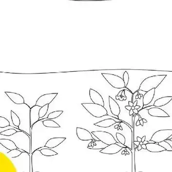 自然笔记辣椒生长观察日记手抄报