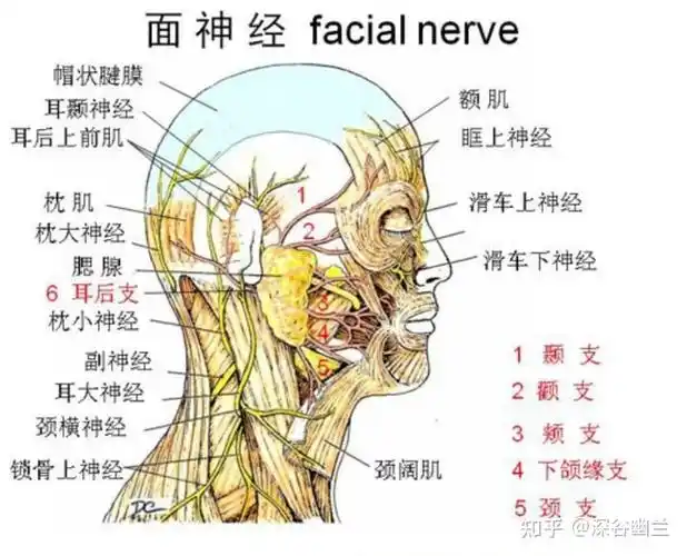 有颞浅动,静脉的耳前支,布有面神经及三叉神经的第三支的耳颞神经.