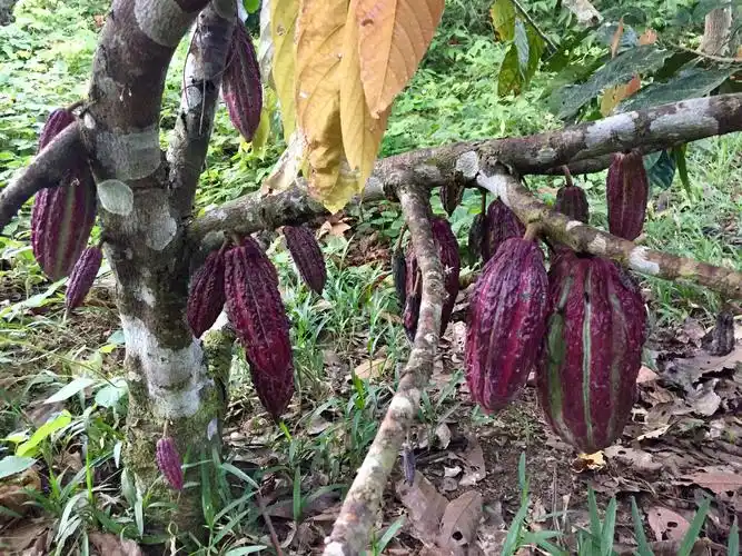 褐色的可可果挂在可可树上.