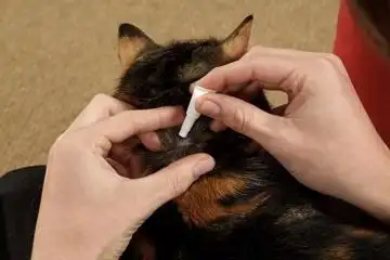 猫咪驱虫后能洗澡吗