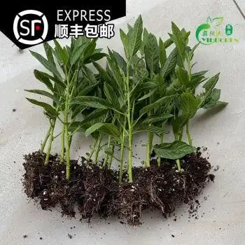 人参果树苗水果顺丰云南石林人生果黄果上熟重28斤精选礼盒10株人参果