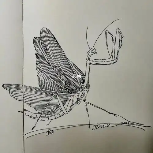 钢笔手绘螳螂,打卡第28张.