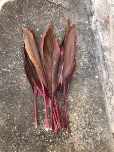 中药材红铁树叶 朱蕉叶 铁树叶 朱竹叶 铁连草