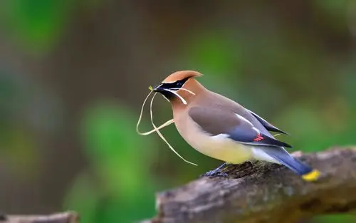 鸟,飞禽,树干,静立,宛若落入凡间的精灵,飞鸟集,萌宠鸟壁纸图片