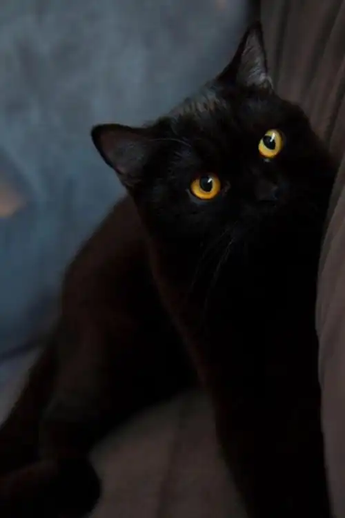 黑猫- 堆糖,美图壁纸兴趣社区