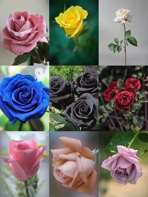哪种颜色的玫瑰花最好看
