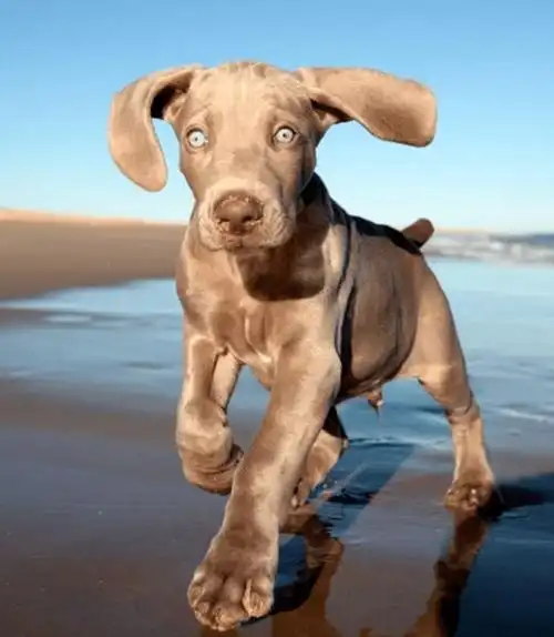 30种最聪明狗狗出炉铲屎官开始互相比较你家柯基的排名竟这么前