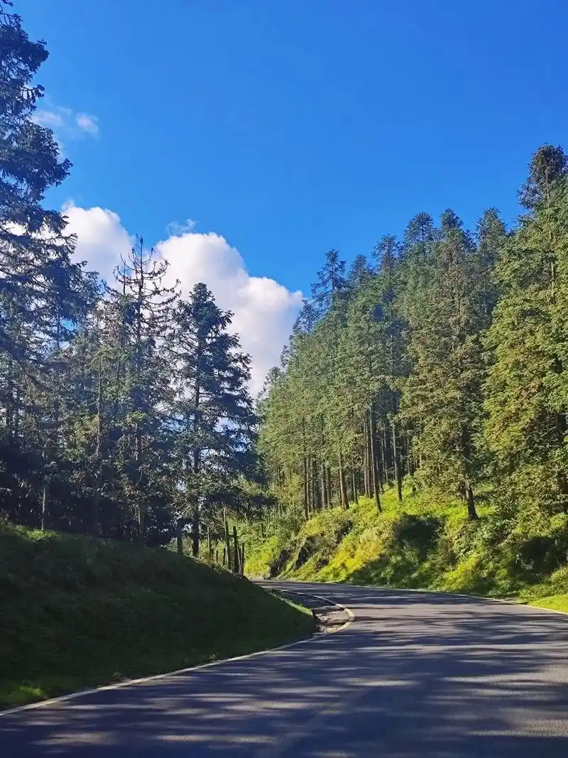 重庆武隆-仙女山国家森林公园 一个仿佛置身在宫崎骏童话般的世界中