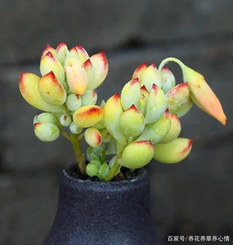 秋季养护多肉达摩福娘,做好4点,叶片肥美又香气扑鼻