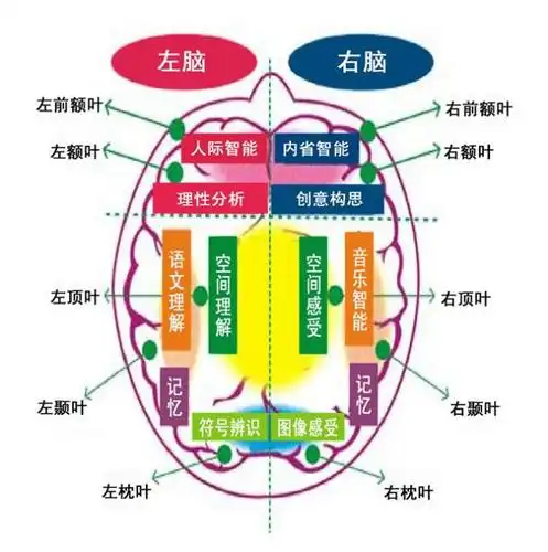 先天优势测评 皮纹测评可以帮助我们了解以下内容: (1) 左右脑功能