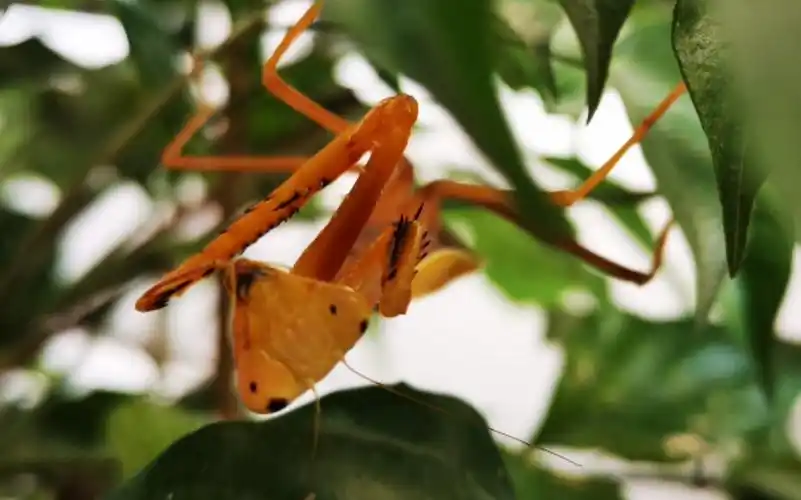 活动作品黄金亮斧螳螂展示