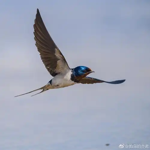 劳动节快乐|燕子|金腰燕|鸟类_新浪新闻