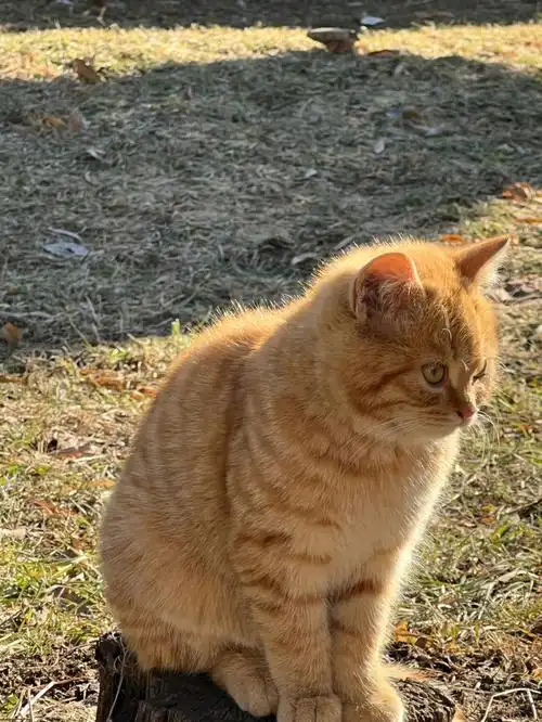 总之,姐姐想你,偶的小泡芙是宇宙最可爱的#小猫咪