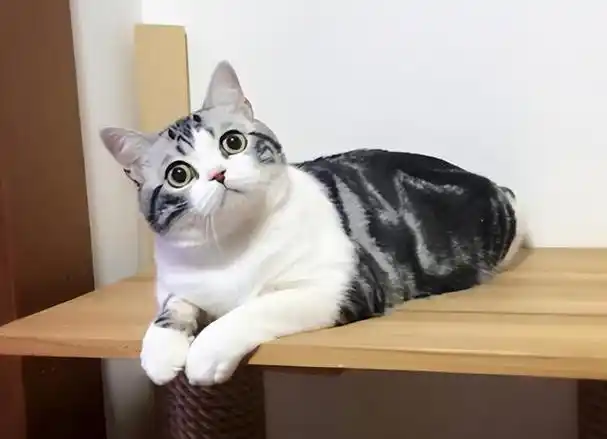 美短的品种颜色很多,有纯黑色,白色,棕色,绿色等.