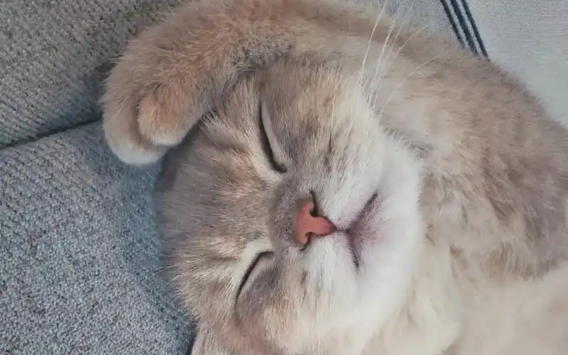 小猫咪躺平都是可爱的