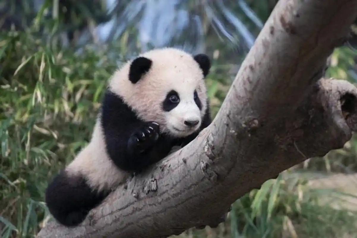 大熊猫# 一组大熊猫福宝的幼年照,是个粉嘟嘟的小家伙啊!