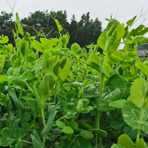 特价豌豆尖_新鲜豌豆尖龙须菜豌豆苗2斤青叶菜净菜龙须菜火锅蔬菜优惠