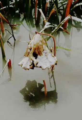 (大雪)因为喜欢所以坚持,2018冬天的第一场雪,拍一组冬雪韵荷塘照片