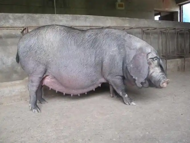 亚博国际官网平台