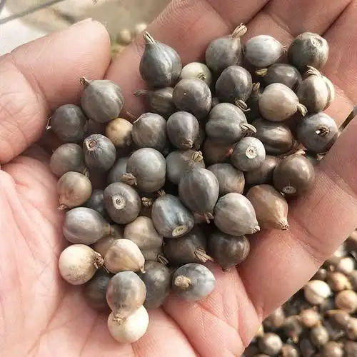 草珠子种子佛珠手串链草菩提尿珠子穿门帘吊坠串门大粒草珠颈椎枕