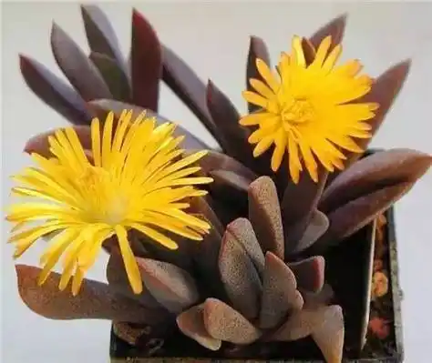 多肉植物开花,太美了!