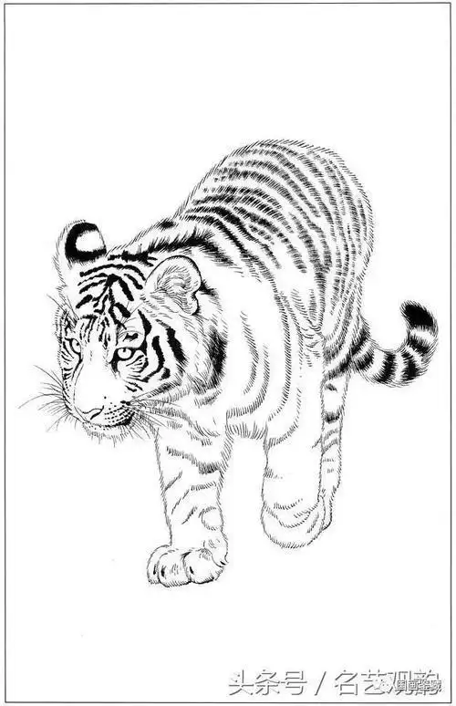 画老虎素描简笔画