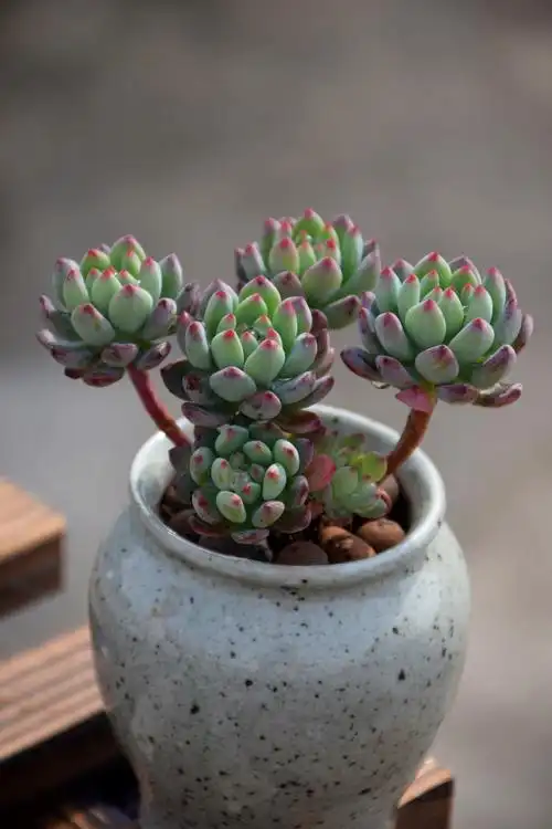 紫乐好养悬崖大株造型老桩一物一拍多肉植物群生包邮盆栽向阳派