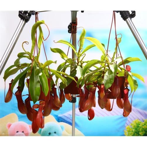 虎克猪笼草食虫植物食虫草吃虫子捕虫草桌面绿植盆栽