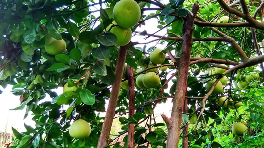 好吃狗快来!好诱人