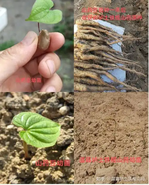 温县垆土地铁棍山药育种之山药豆萌芽