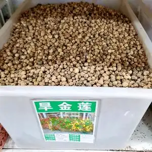 旱金莲花种种子四季旱荷寒荷金莲花旱莲花莲寒金莲重瓣种籽花籽