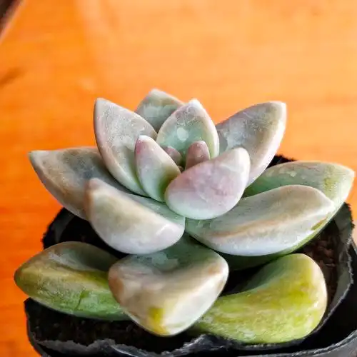 多肉植物淡雪组合盆栽办公办公室室内甲醛净化空气多肉植物