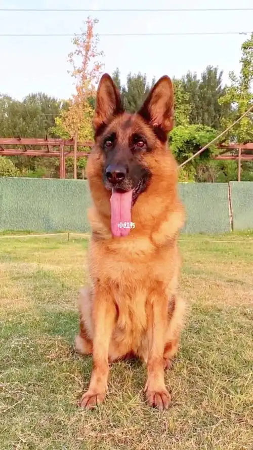 纯种双血统德牧犬