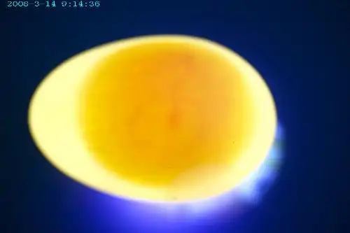 孵化6.7天的鸽子蛋光照图片