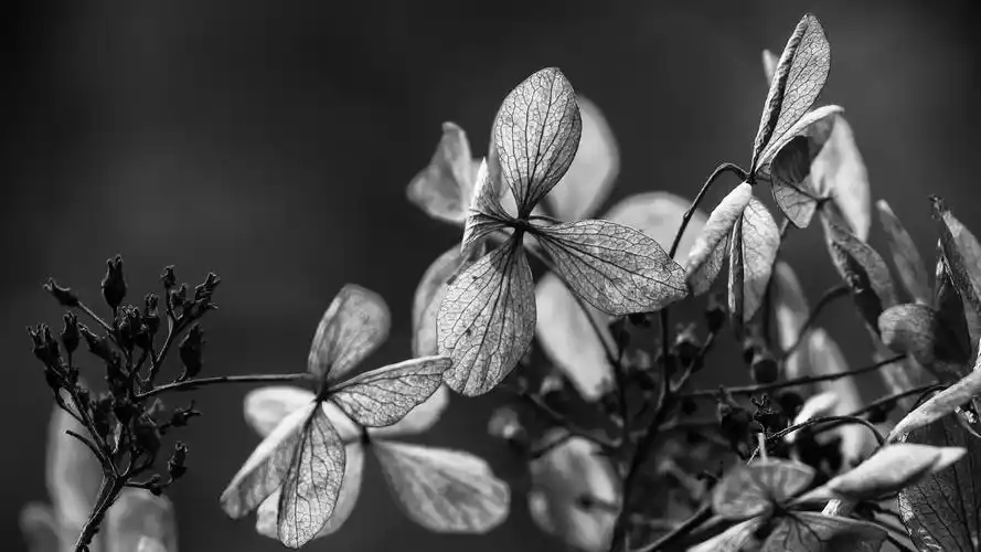 简单的黑白配,高清图片,电脑桌面-壁纸族