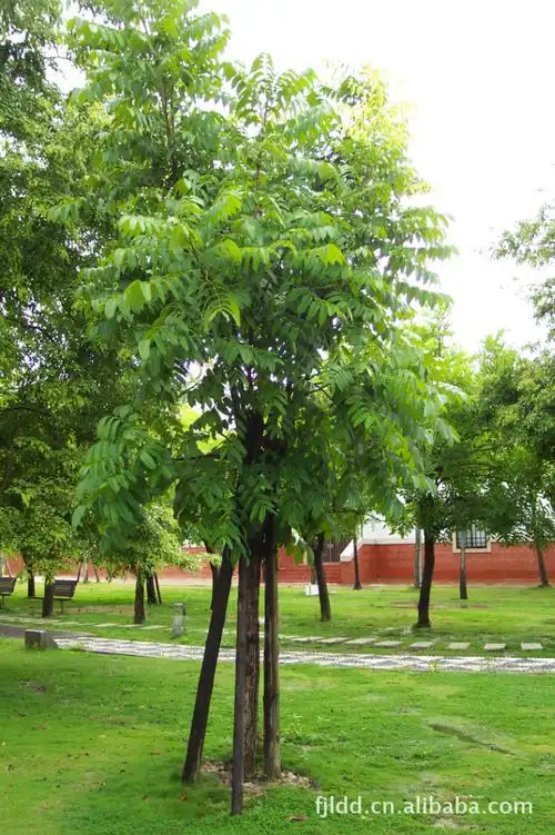 【图】四季常绿 ,庭院观赏树苗木 桃花心木_乔木_列表网