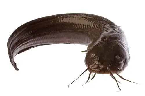 为什么越来越多的人不吃鲶鱼?有什么要忌口的吗?