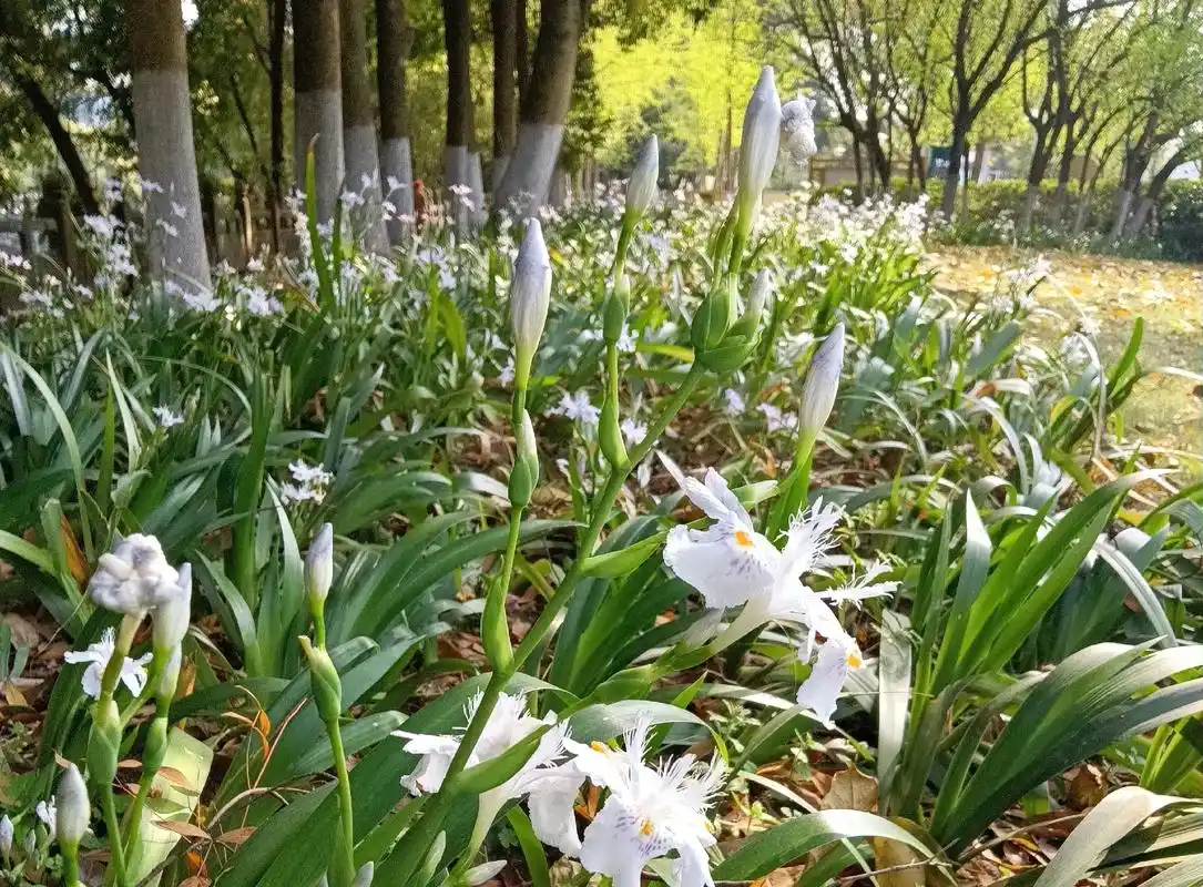 刚才沿西溪河转了一小圈,路边一束束可爱的扁竹花