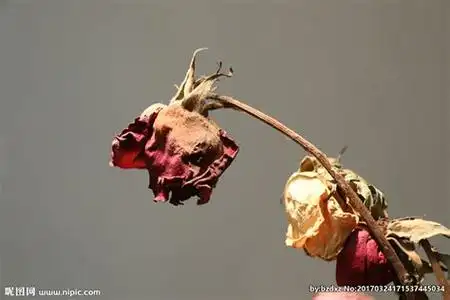 在春天凋谢的花有哪些?