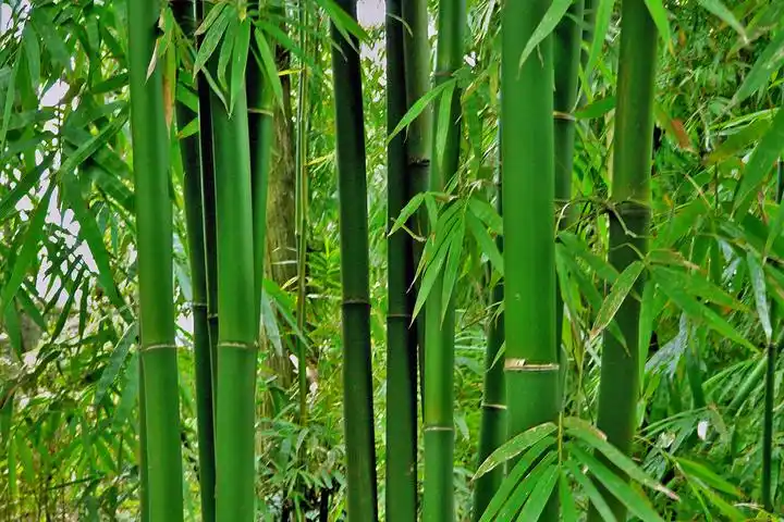 p>竹,又名竹子.品种繁多,有毛竹,麻竹,箭竹等.