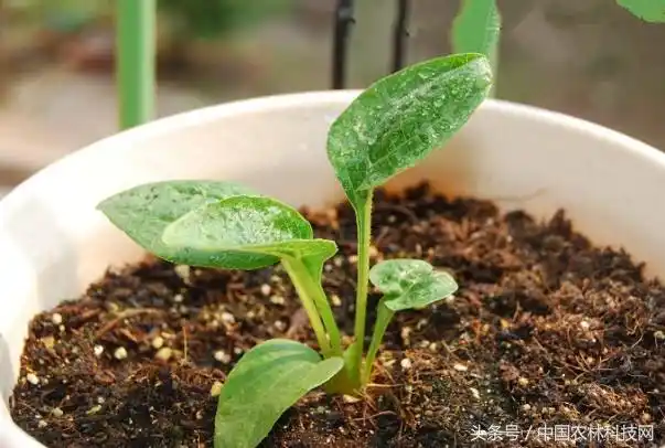 松果菊的栽培技术(1)育苗技术:播种前在选好的地块上施足基肥,深翻30