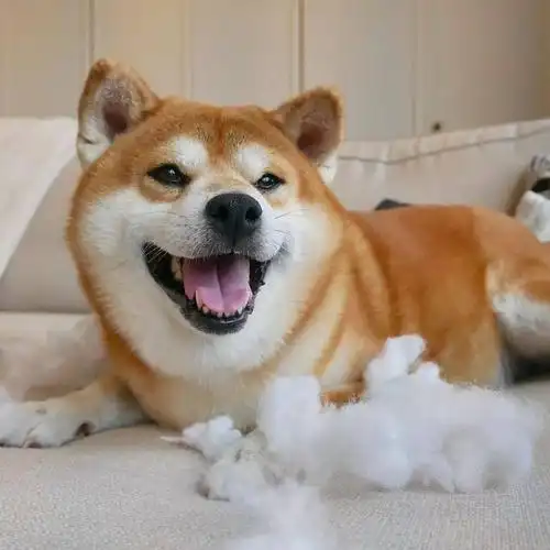 怎么看怎么类似某哈并且拆完了之后,一脸满足的表情最近爱上了拆东西