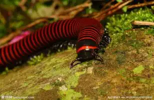 有三四百条腿还带条纹的是什么虫?